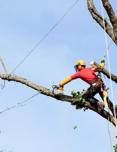 Élagage, taille de vos arbres, Cap'Paysages, paysagistes, La Brède, Martillac, Cadaujac, Villenave d'Ornon, Audenge, bassin d'Arcachon