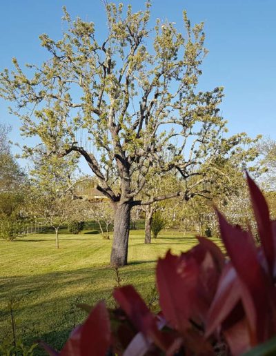 Élagage, taille de vos arbres avec respect, paysagiste, jardin unique, Cap'Paysages à Martillac, Cadaujac, Villenave d'Ornon, Léognan, Saucats, Audenge, bassin d'Arcachon